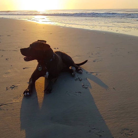 Meet your Posher, Rachel - Picture 1 of 1